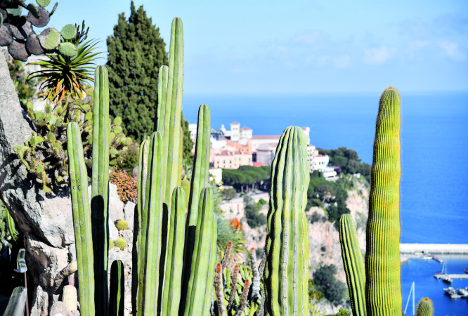 Jardin Exotique de Monaco…   À quelques mois de l’ouverture